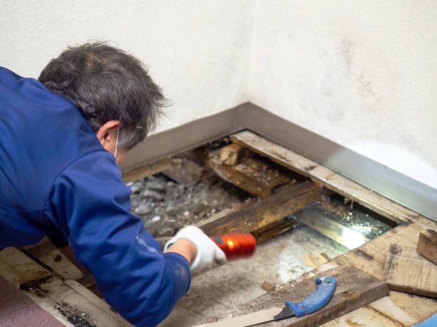 Best Residential Mold Removal  in Maywood, IL