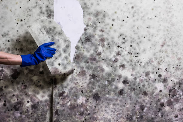 Best Black Mold Removal  in Maywood, IL